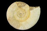 Jurassic Ammonite (Perisphinctes) Fossil - Madagascar #152782-1